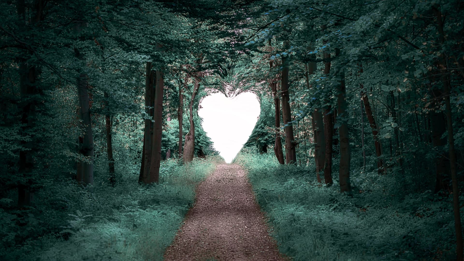 Erdei ösvény, amely a fák között szív alakú nyílás felé vezet
