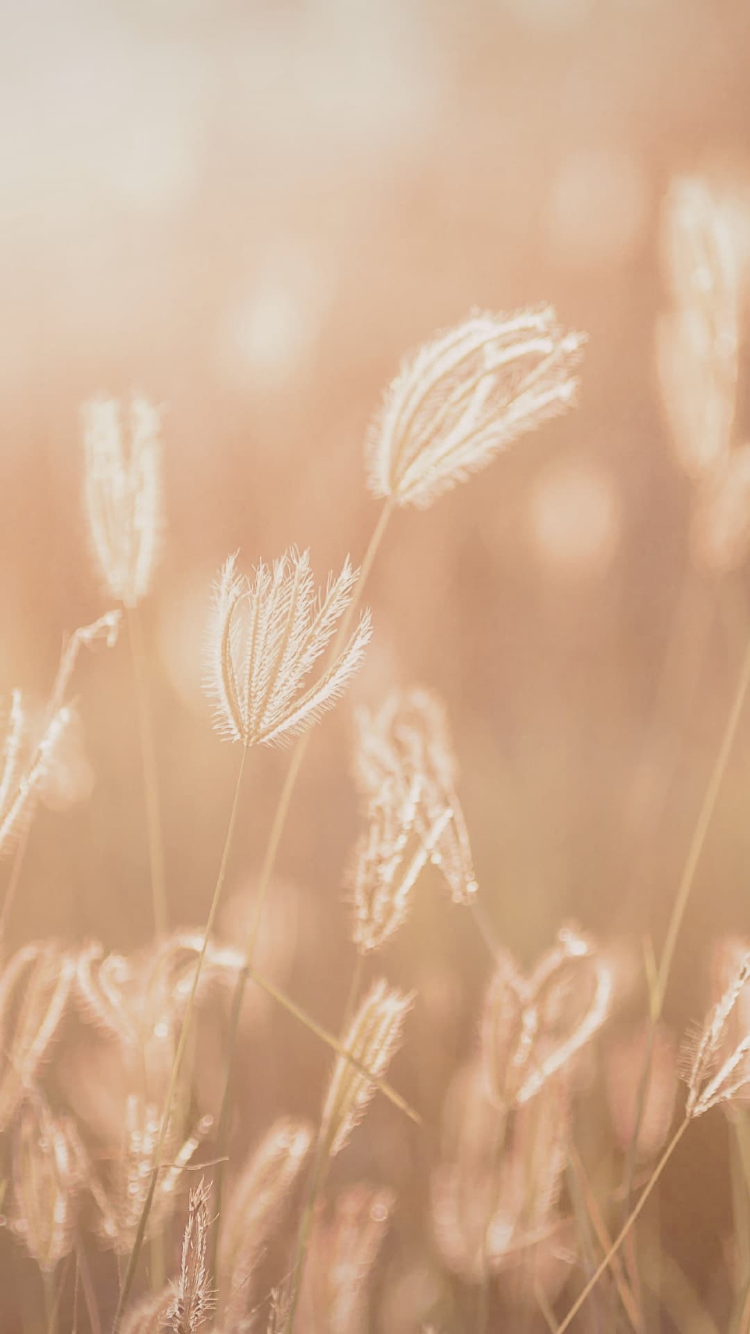 Napfényben fürdő, aranyló fűszálak lágy, elmosódott háttérrel.