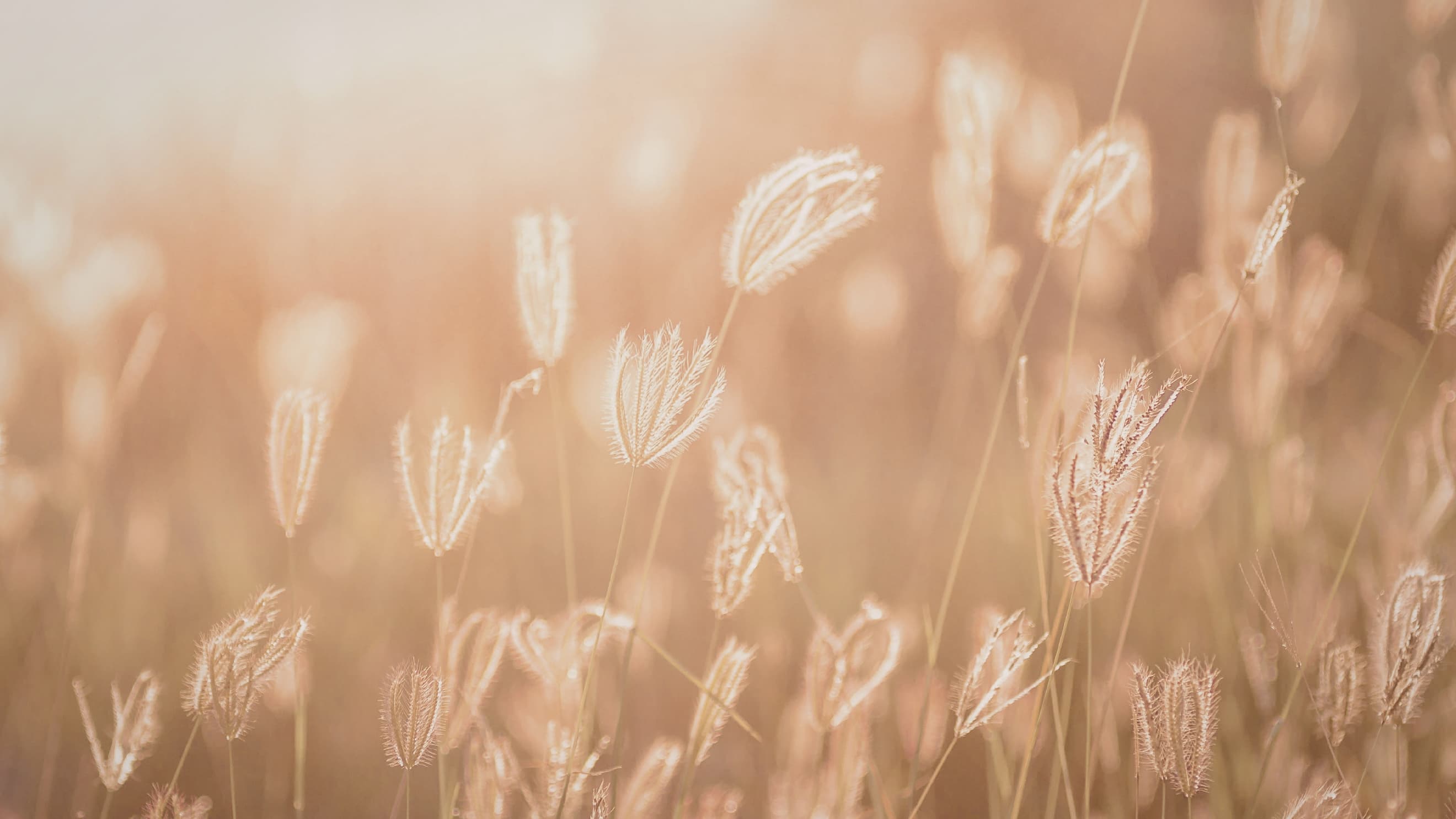 Napfényben fürdő, aranyló fűszálak lágy, elmosódott háttérrel.