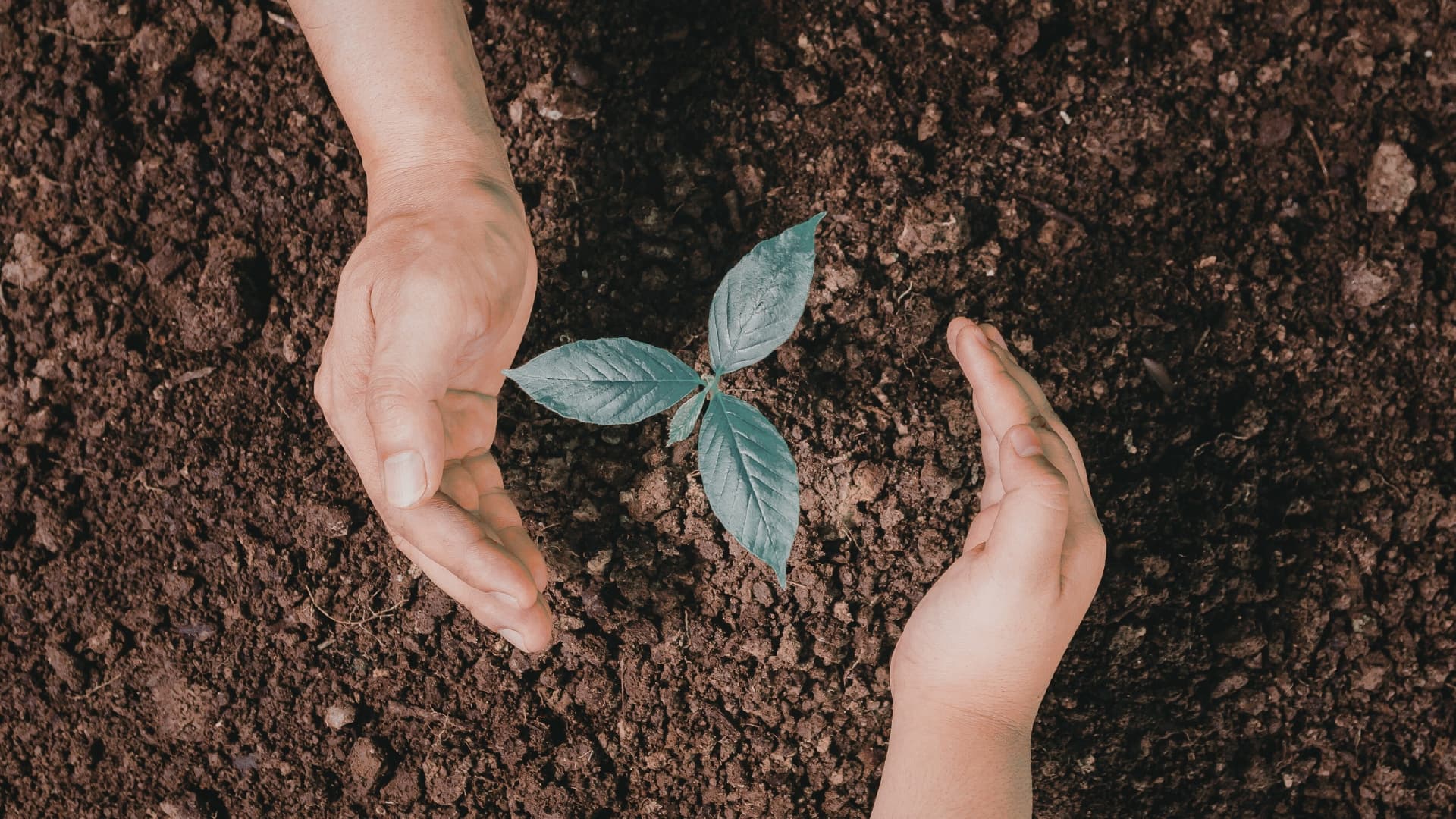 Két kéz körülfog egy növényt, ami a földből nő ki